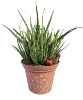 Aloe Vera Plant 