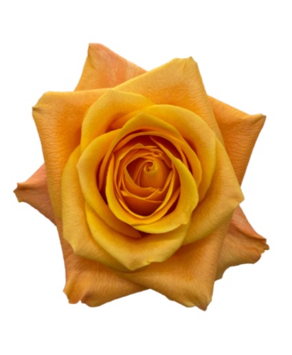 Aloha Roses Vase Arrangement 