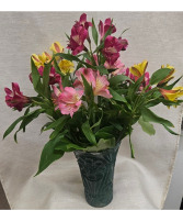 Alstroemeria - 7 Stems $30 Option