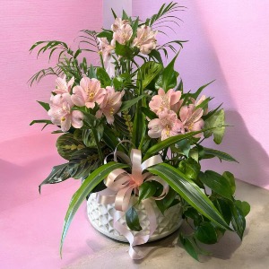 Alstroemeria Ceramic Dish Garden 