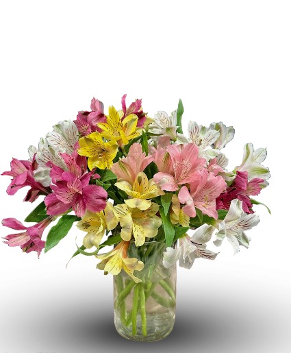 Alstroemeria in Bloom  