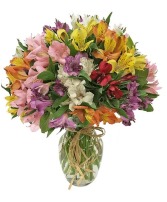 Alstromeria colorida 