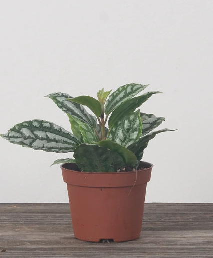 Aluminum Plant Plant