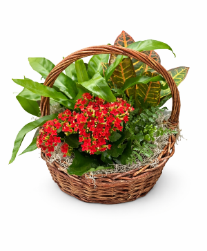 Always Remembered Dish Garden