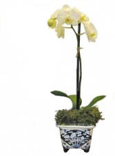 Amabalis Orchid in Delft Plant