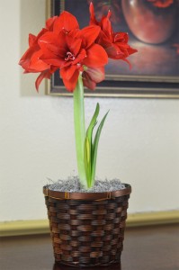 Amaryllis  Blooming Plant