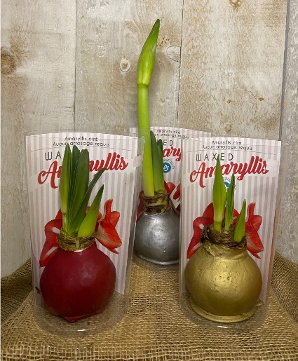 Waxed Amaryllis Bulbs  with integrated metal stand 
