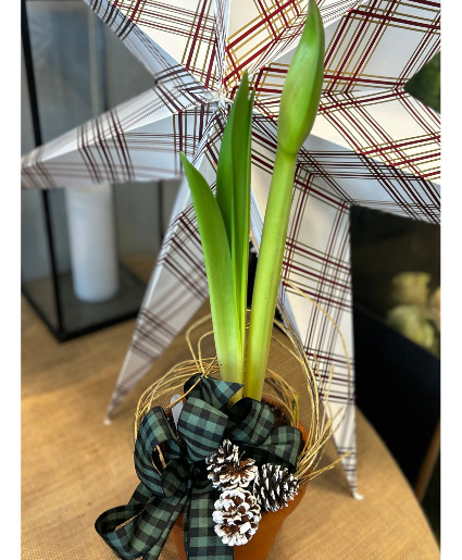 Amaryllis Flowering Plant