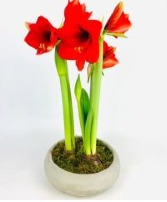 Amaryllis in Stone Pot Potted Plant