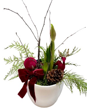 AMARYLLIS  PLANT