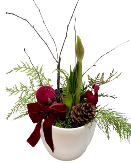 AMARYLLIS  PLANT