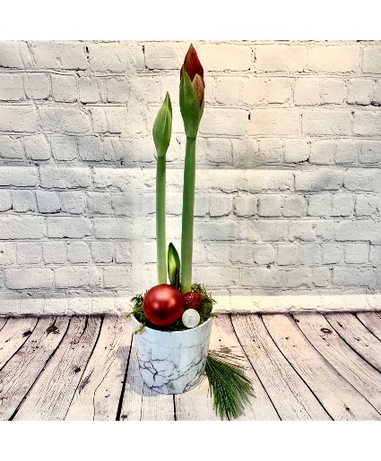 Amaryllis - ON SALE 50% OFF Plant