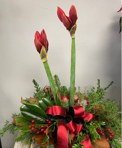 Amaryllis Surprise  