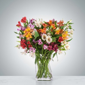 Amazing Alstroemeria 
