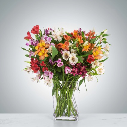 Amazing Alstroemeria 