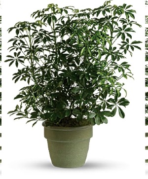 Amazing Arboricola PLANT