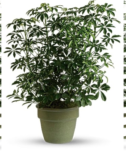 Amazing Arboricola PLANT