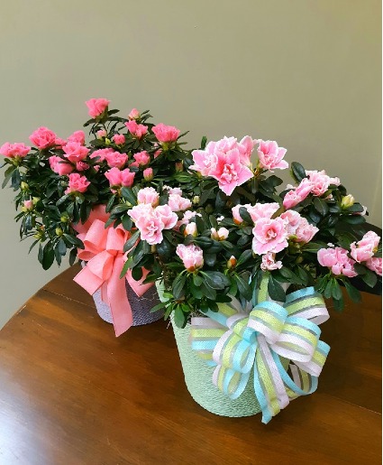 Amazing Azalea Plant
