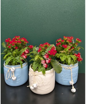 Kalanchoes in a Jar 