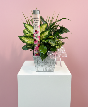 Amazing Grace Planter  Green Plant 
