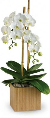 Among orchids orchid plant