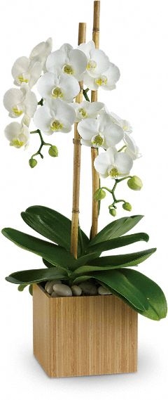 Among orchids orchid plant