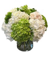 Elegant Hydrangeas 