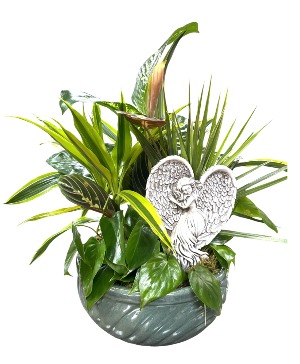 Angel Dish Garden Green Plant