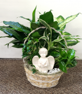 Angel In The Garden Dish Garden Plants (local only)