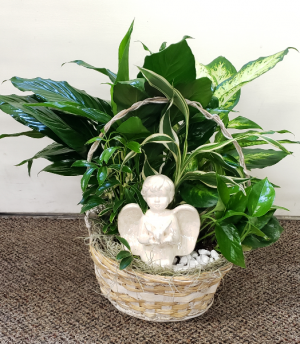 Angel In The Garden Dish Garden Plants (local only)