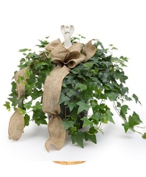 ANGEL PRAYERS ENGLISH IVY PLANT PLANT