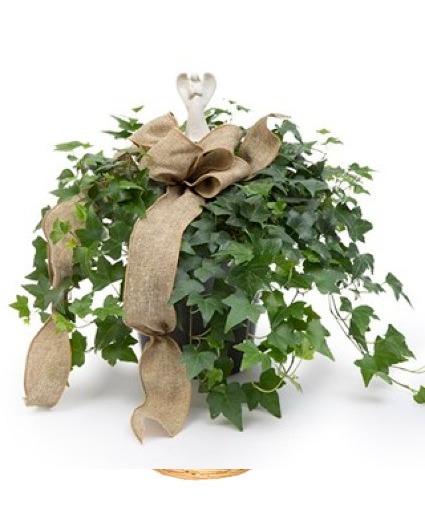 ANGEL PRAYERS ENGLISH IVY PLANT PLANT