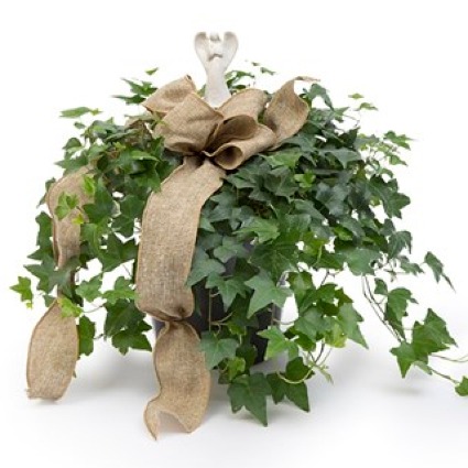 P*  Angel Prayers Ivy Plant   