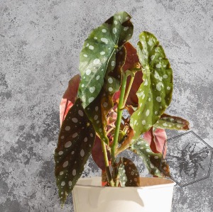 Angel Wing Begonia Plant