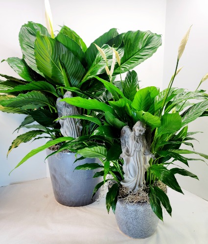 Angelic Comfort Peace Lily Plant 
