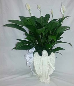 Angelic Peace Lily       FHF-APL1 Plant Keepsake 