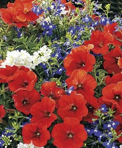 Annual Combo Basket Hanging Basket