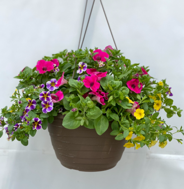 Annual Hanging Basket  in Kirtland, OH | Kirtland Flower Barn