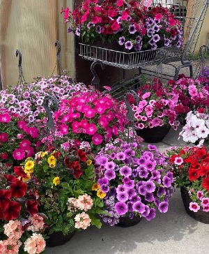 Annual Hanging Basket! 