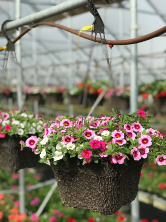 10" Annual Single Variety Hanging Basket Flowering Outdoor Annuals
