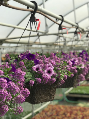 10" Annual Combination Hanging Basket Flowering Outdoor Annuals