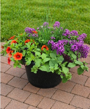 10" Annual Patio Pot Flowering Outdoor Annuals