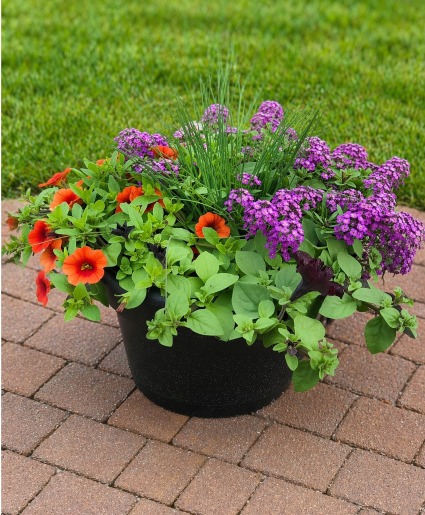 10" Annual Patio Pot Flowering Outdoor Annuals