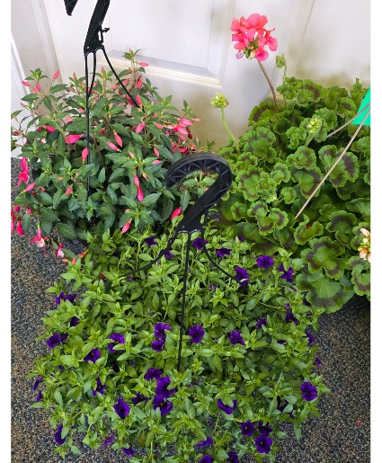 Annual Planter Hanging Basket