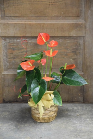 Anthurium Plant