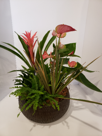 Anthirum planter 