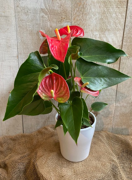 5" Anthurium in assorted colours