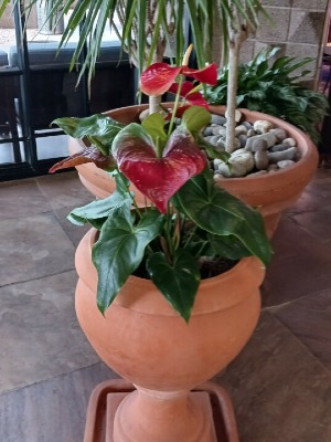 Anthurium 