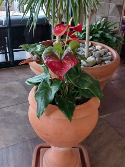 Anthurium 