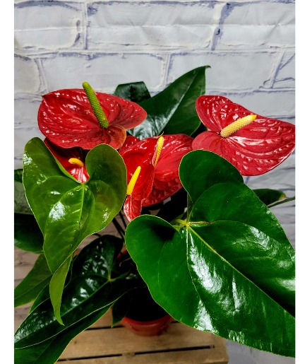 Anthurium 